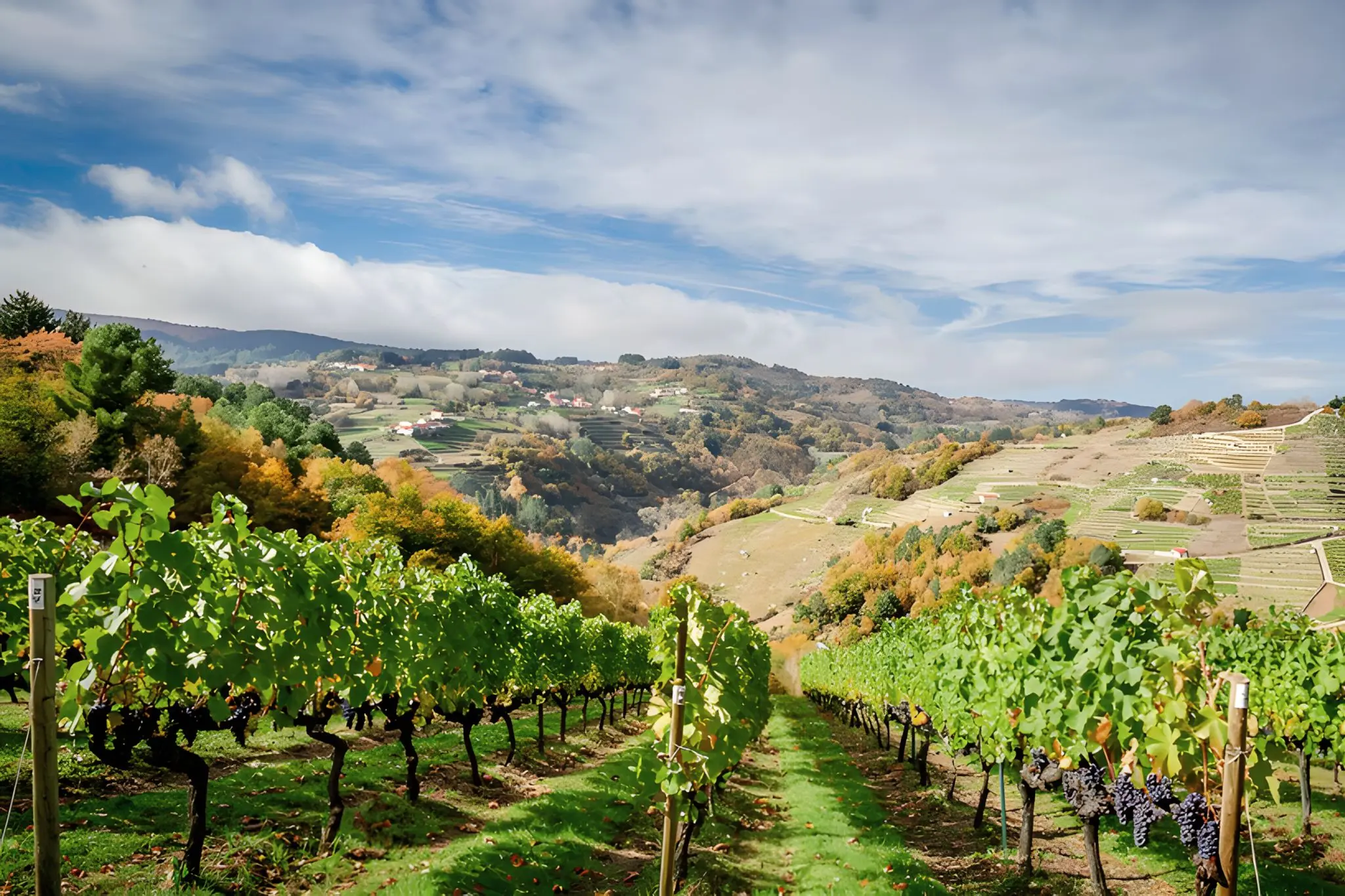 Vineyards on the Edge: The PR-G 86 Route