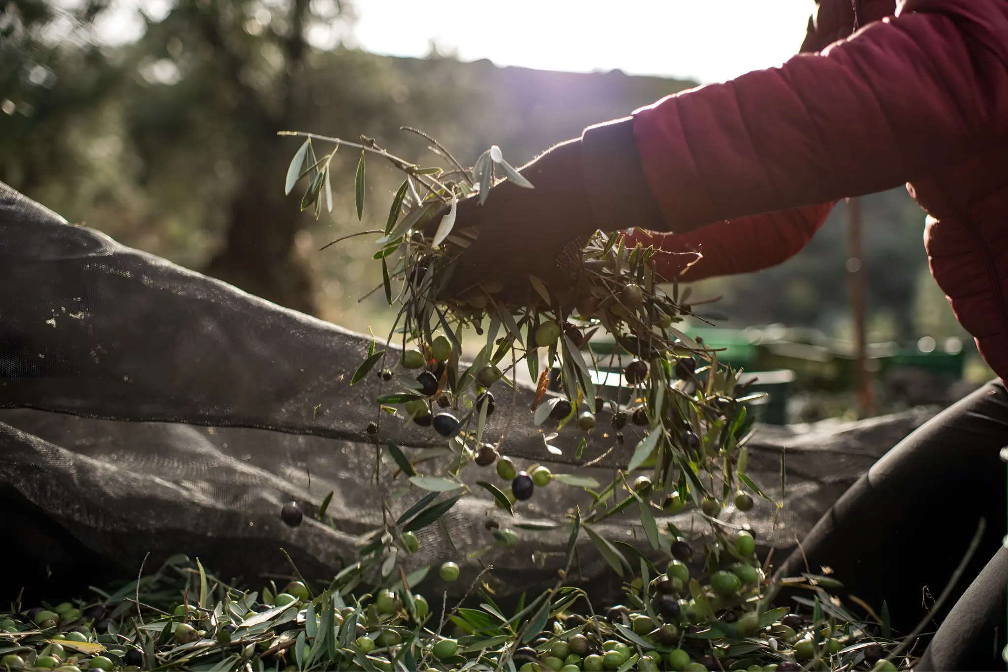 Ouro de Quiroga and the Olive Oil Galicia Almost Lost