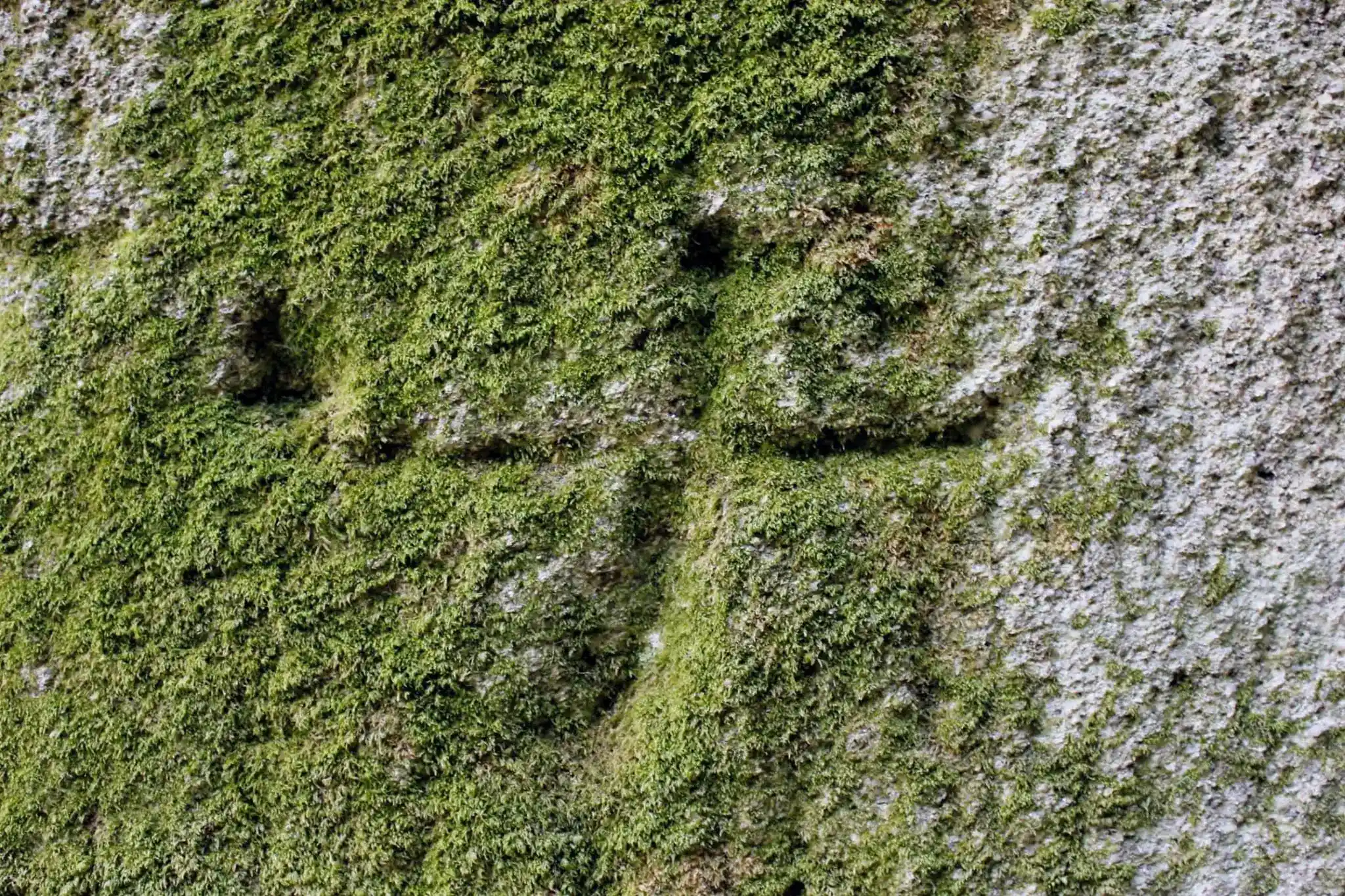 Dentro · Ribeira Sacra
