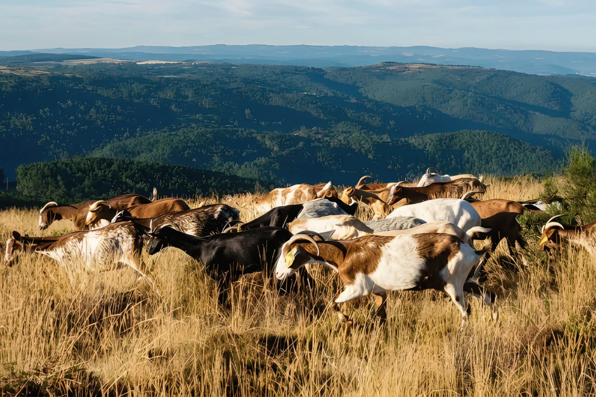 Las cabras lo supieron antes: José Luis Pombar y Monte Ceo