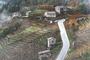 The Vineyard Stopped Being Money